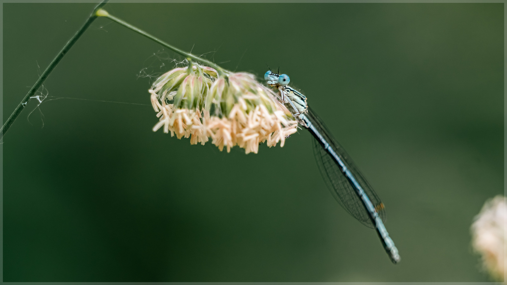 Blaue Federlibelle#92698