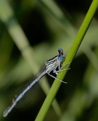 Blaue Federlibelle(m)