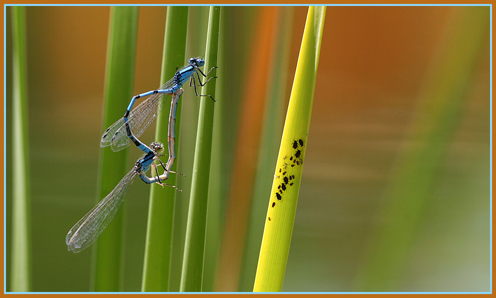 blaue Federlibellen