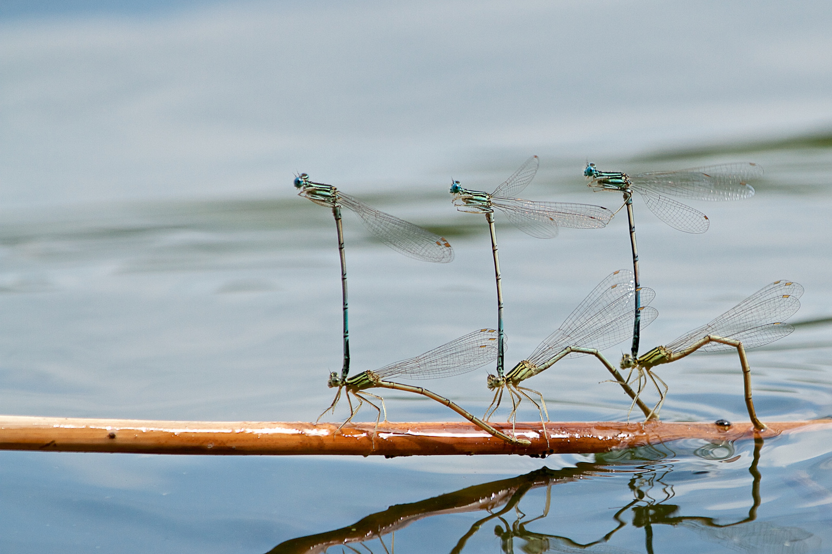 Blaue Federlibellen in Formation