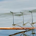 Blaue Federlibellen in Formation