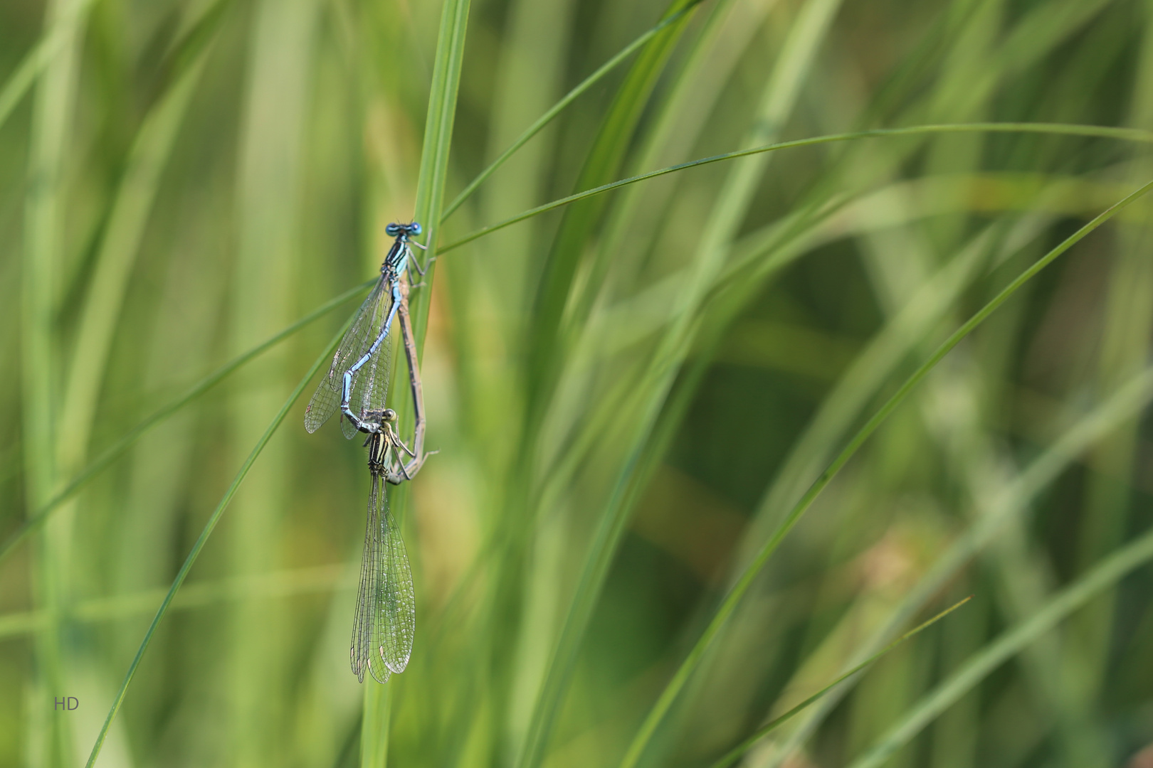 Blaue Federlibellen-Paarung