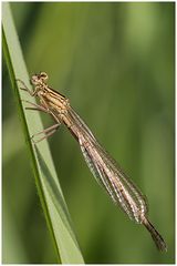 Blaue Federlibelle,w (Platycnemis pennipes)