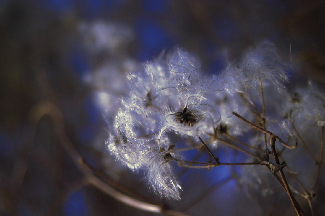 blaue Federn