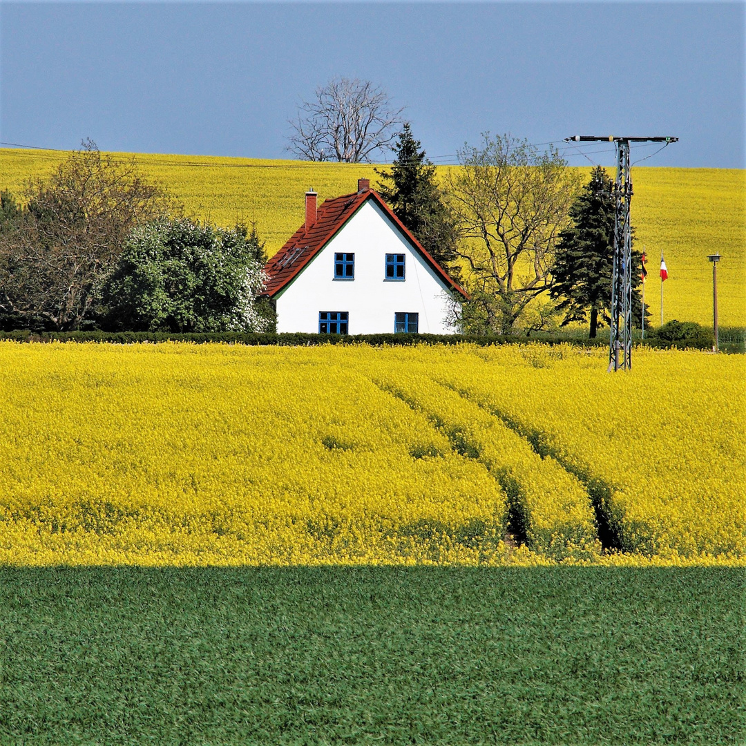 blaue Fenster