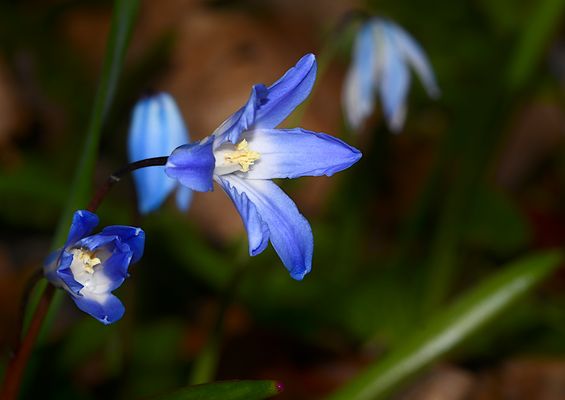 Blaue filigrane schöne Blümchen...
