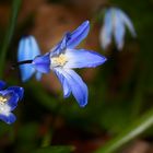 Blaue filigrane schöne Blümchen...