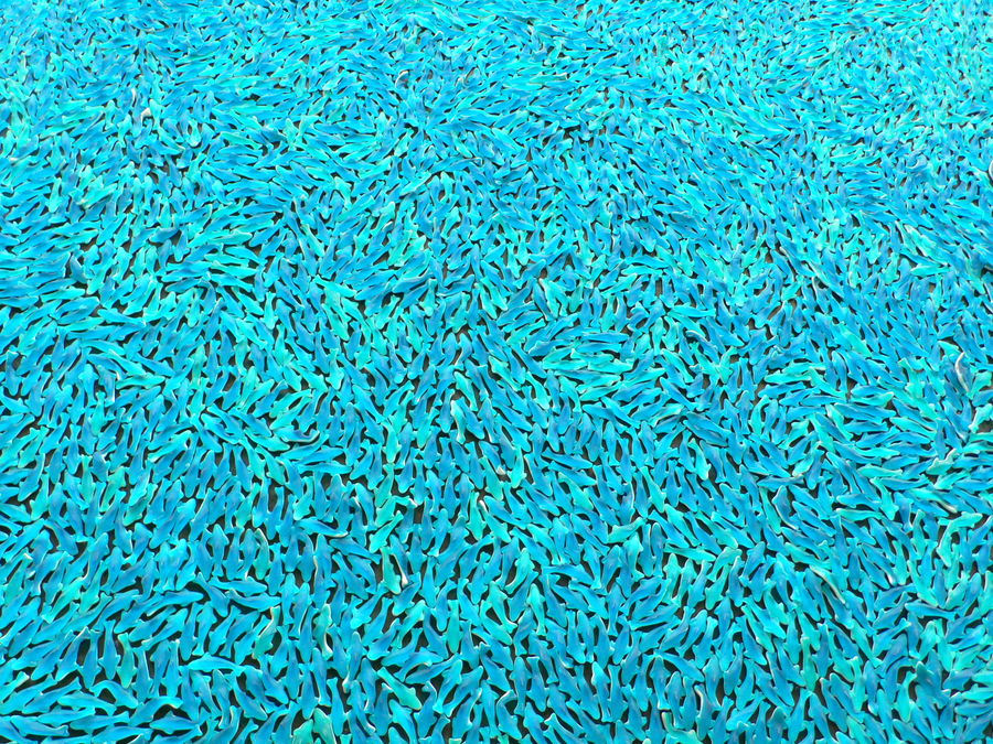 blaue Fische