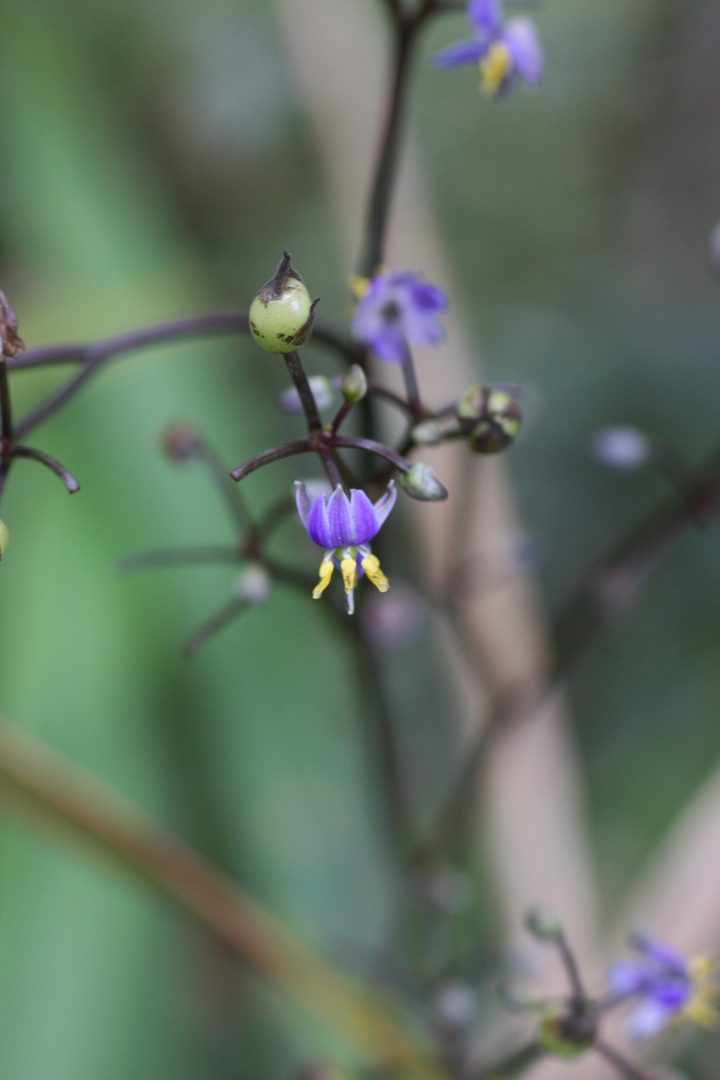 Blaue Flachslilie.