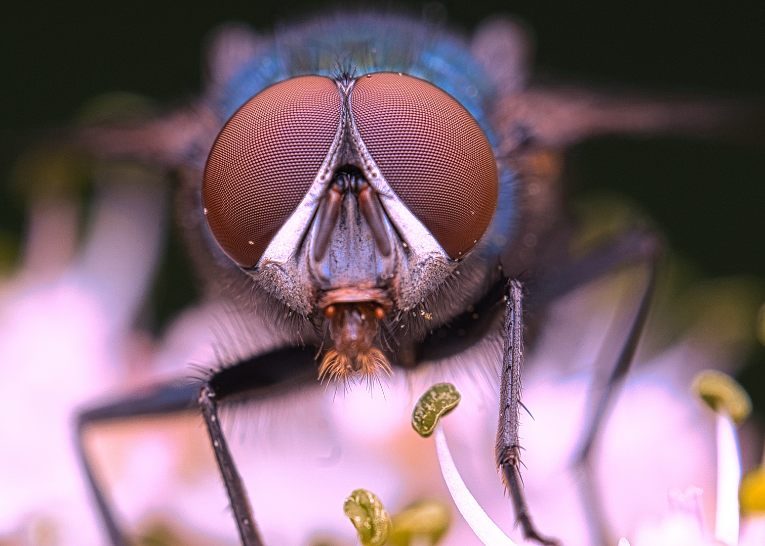 Blaue Flaschenfliege