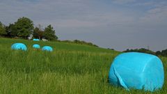 blaue Flecken in der Wiese