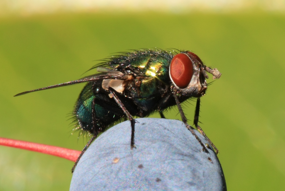 Blaue Fleischfliege (Calliphora vicina) bei uns im Garten