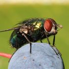 Blaue Fleischfliege (Calliphora vicina) bei uns im Garten