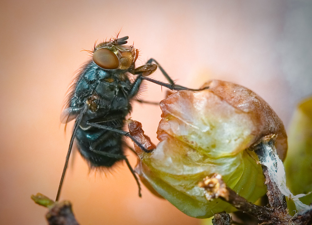 blaue fliege