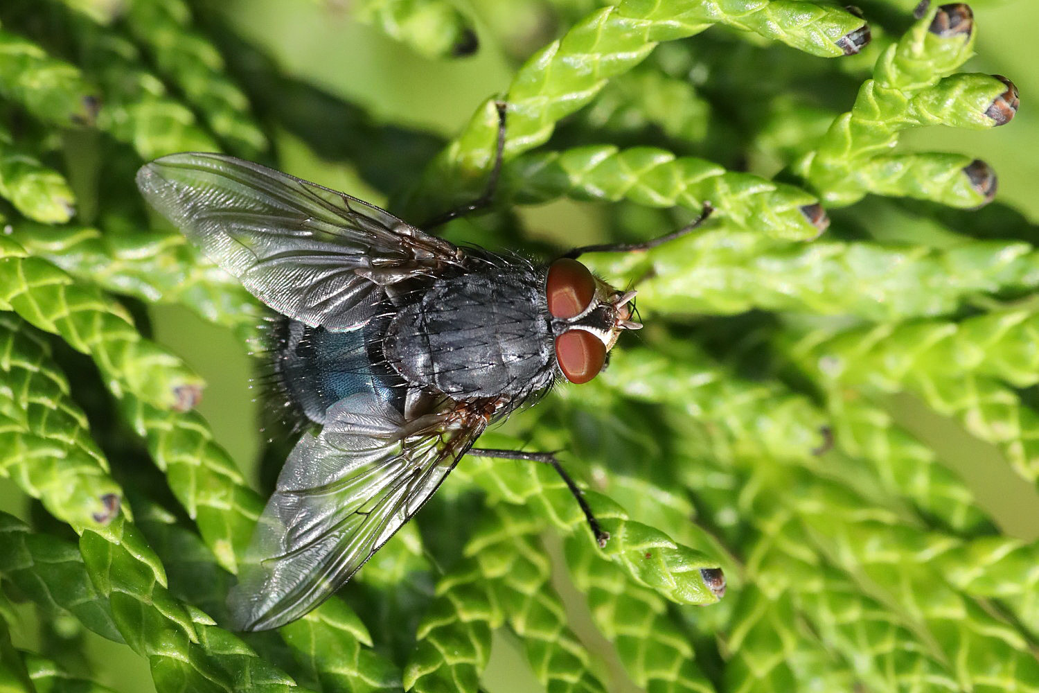 blaue Fliege