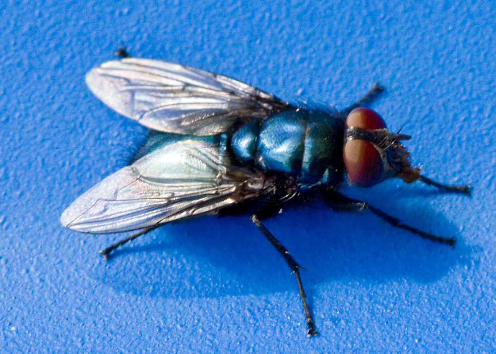 Blaue Fliege auf blauem Grund