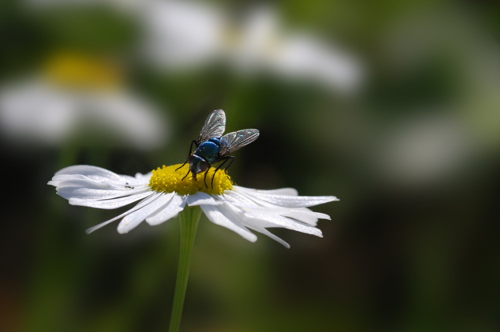 Blaue Fliege