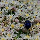 Blaue Fliege im Blütenrausch