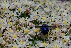 Blaue Fliege im Blütenrausch