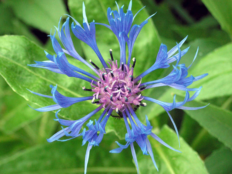 blaue Flockenblume