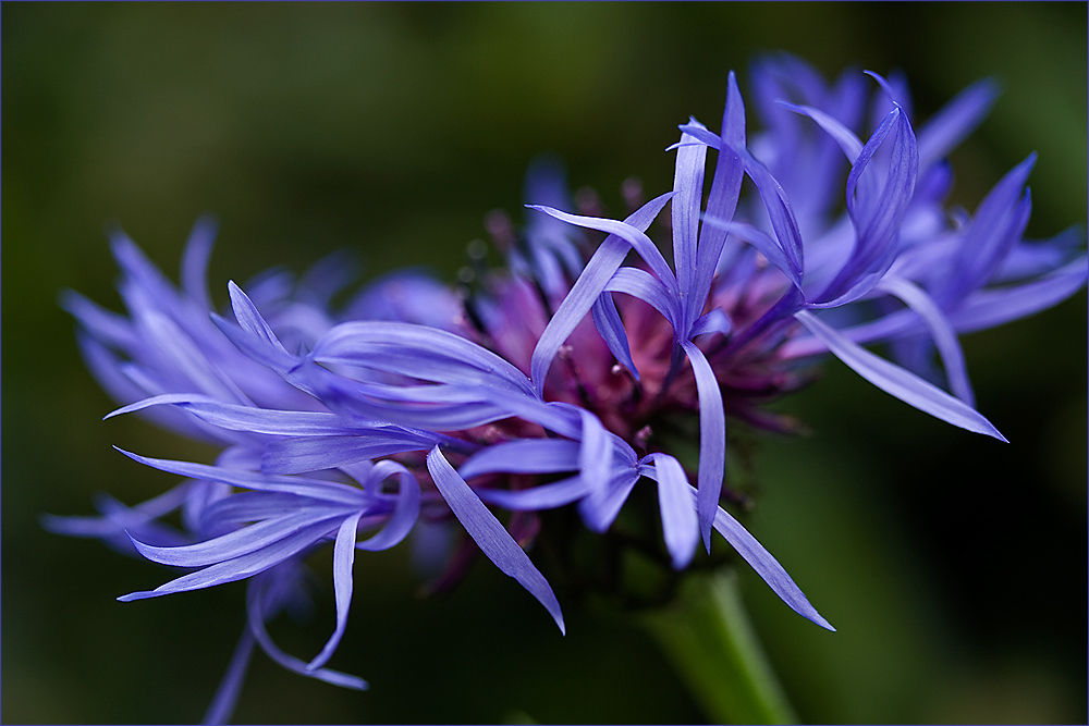 blaue Flockenblume