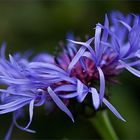 blaue Flockenblume