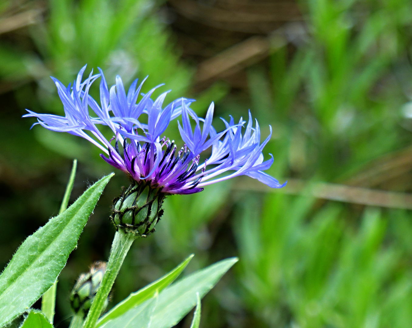 Blaue Flockenblume