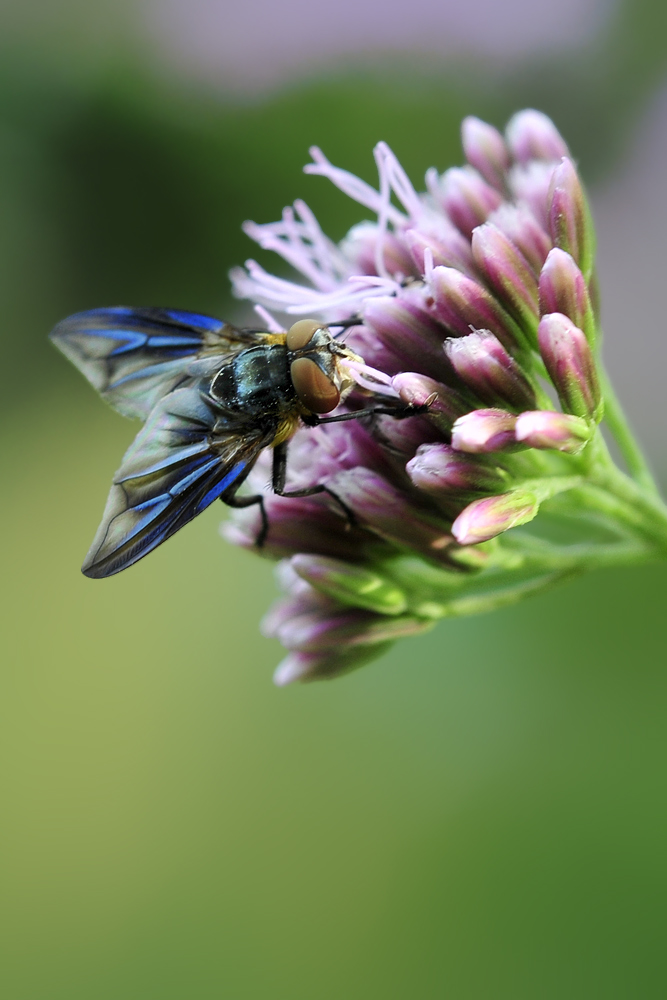 blaue Flügel