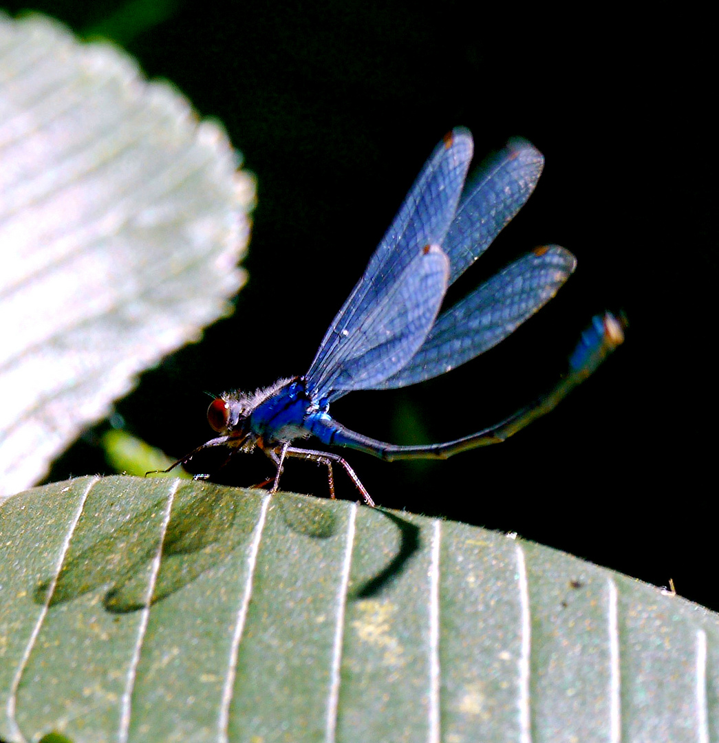 Blaue Flügel - rote Augen