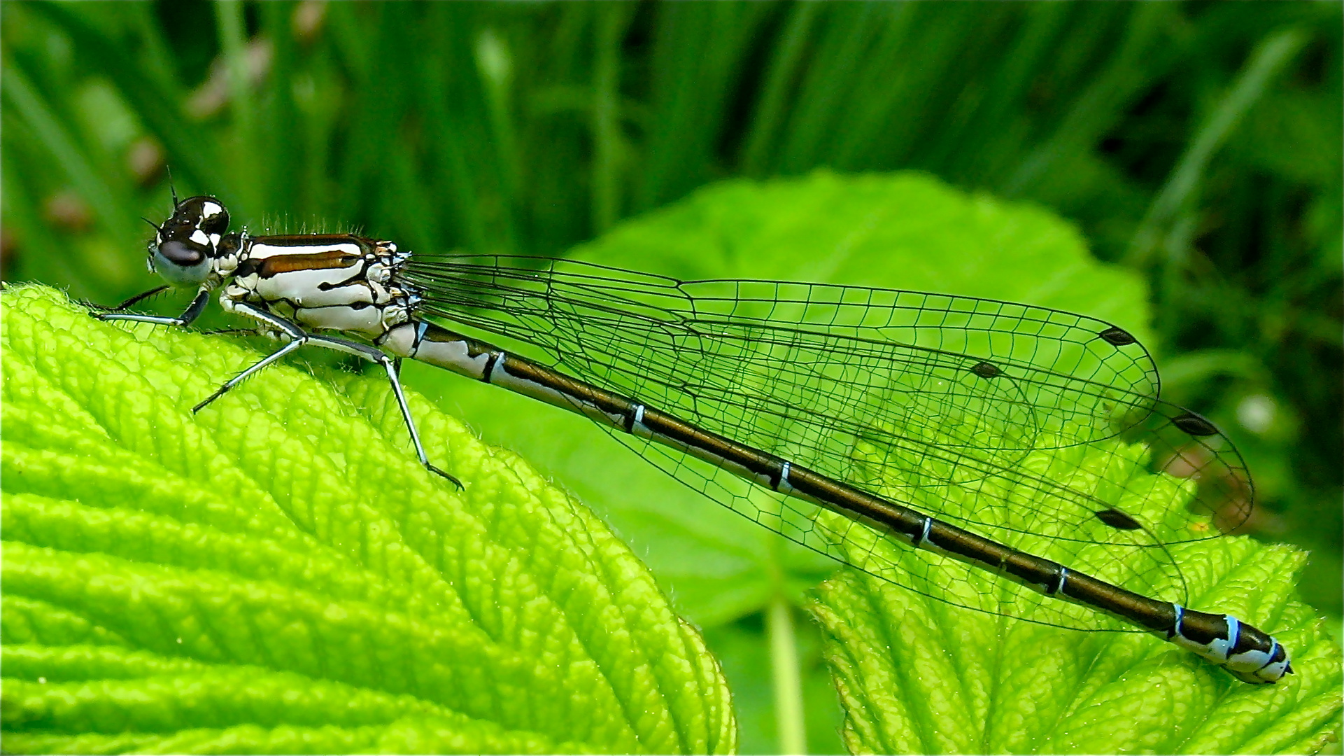 Blaue Form des Weibchens der Hufeisen-Azurjungfer (Coenagrion puella) . . .