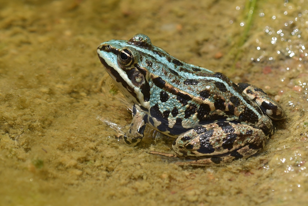 Blaue Frösche am Gelbbauchunken – Tümpel 01