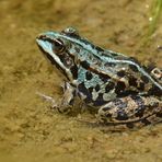 Blaue Frösche am Gelbbauchunken – Tümpel 01