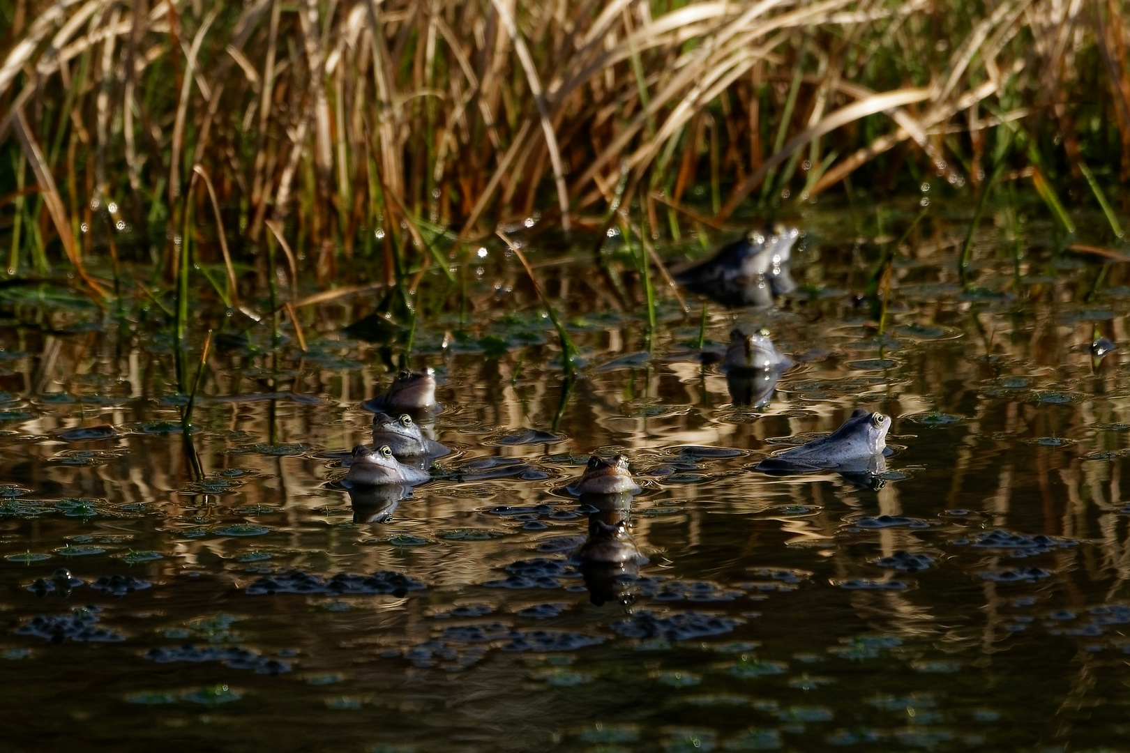 Blaue Frösche besiedeln den Teich...