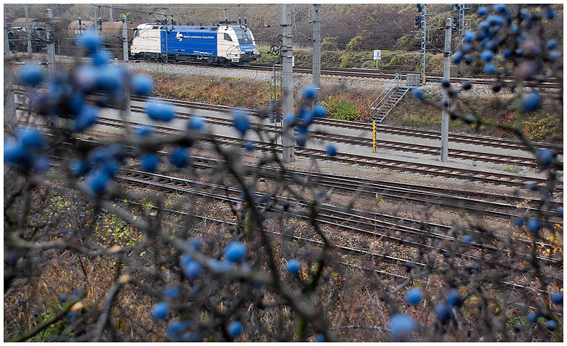 Blaue Früchtchen ...