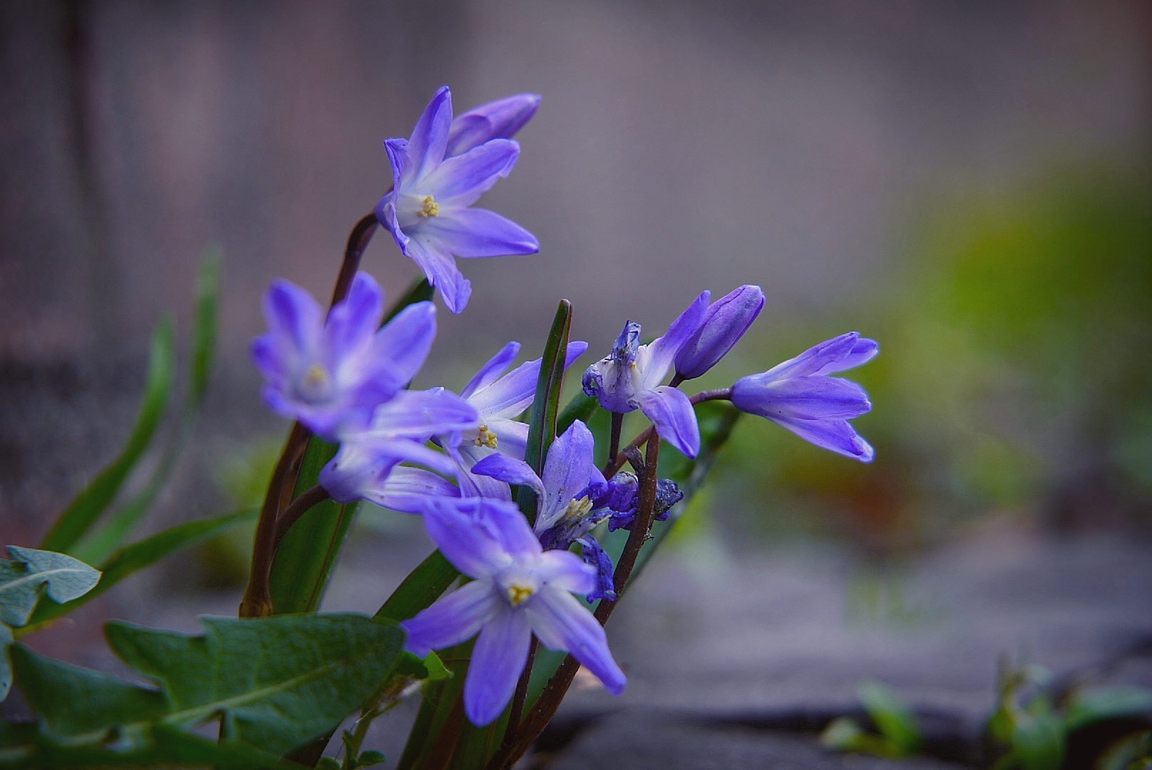 Blaue Frühblüher an einer Hausmauer Foto & Bild pflanzen, pilze