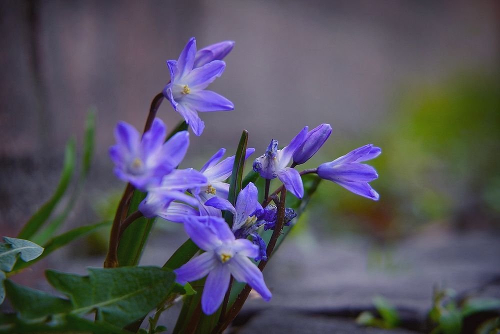 Blaue Frühblüher an einer Hausmauer Foto & Bild pflanzen, pilze