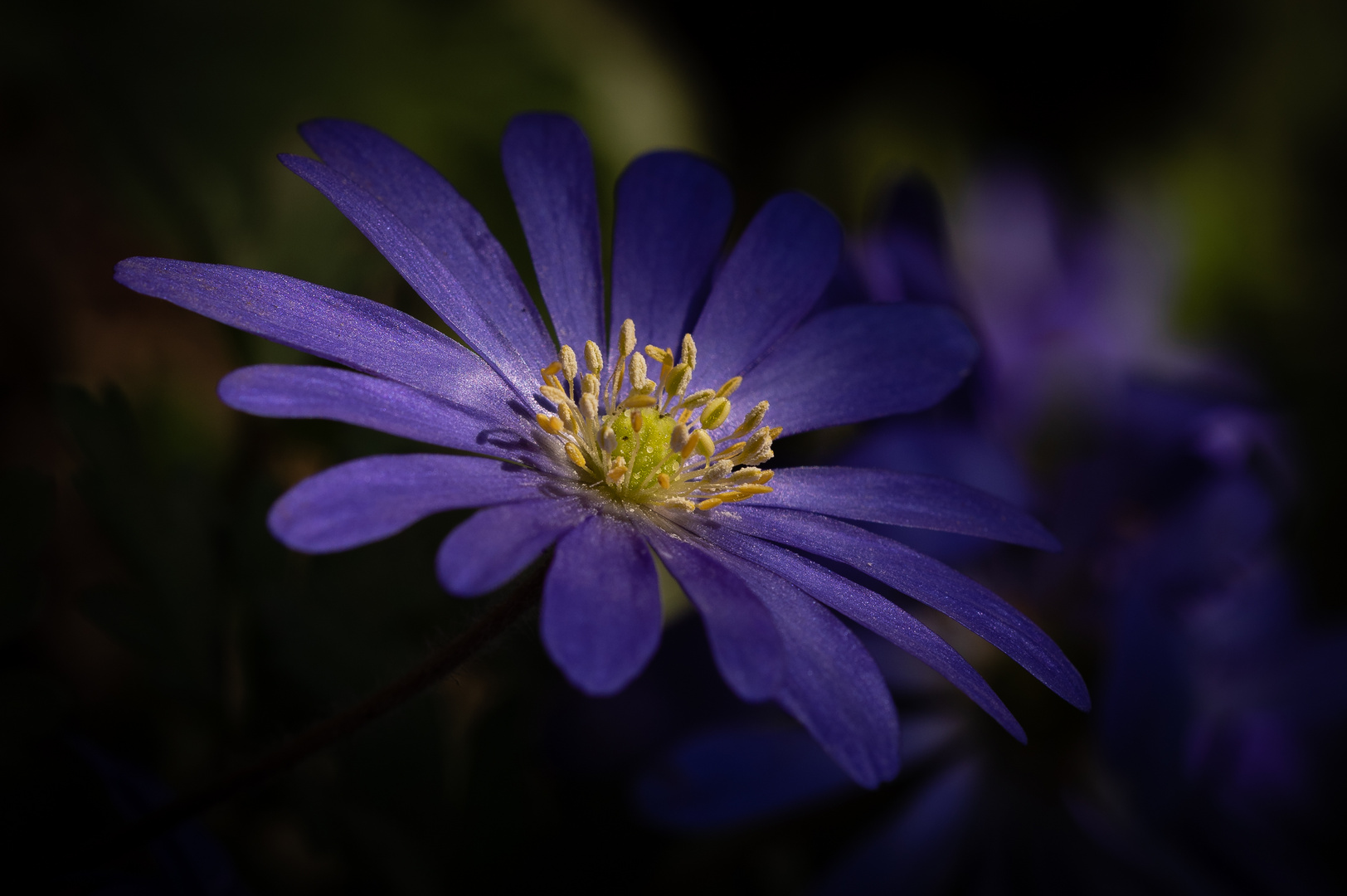 Blaue Frühlings Anemone