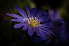 Blaue Frühlings Anemone