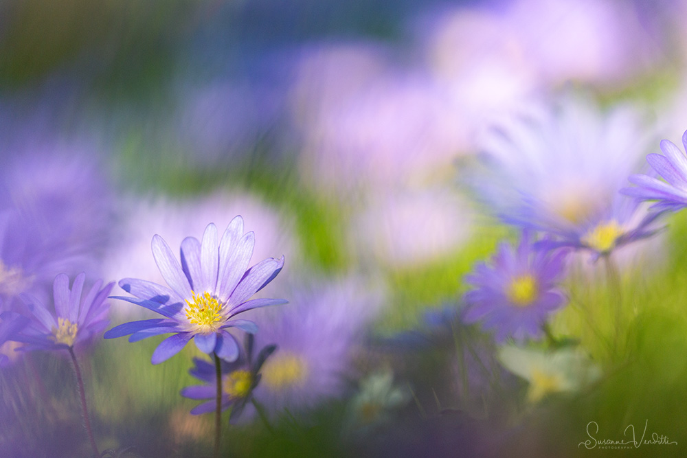 Blaue Frühlings-Anemone