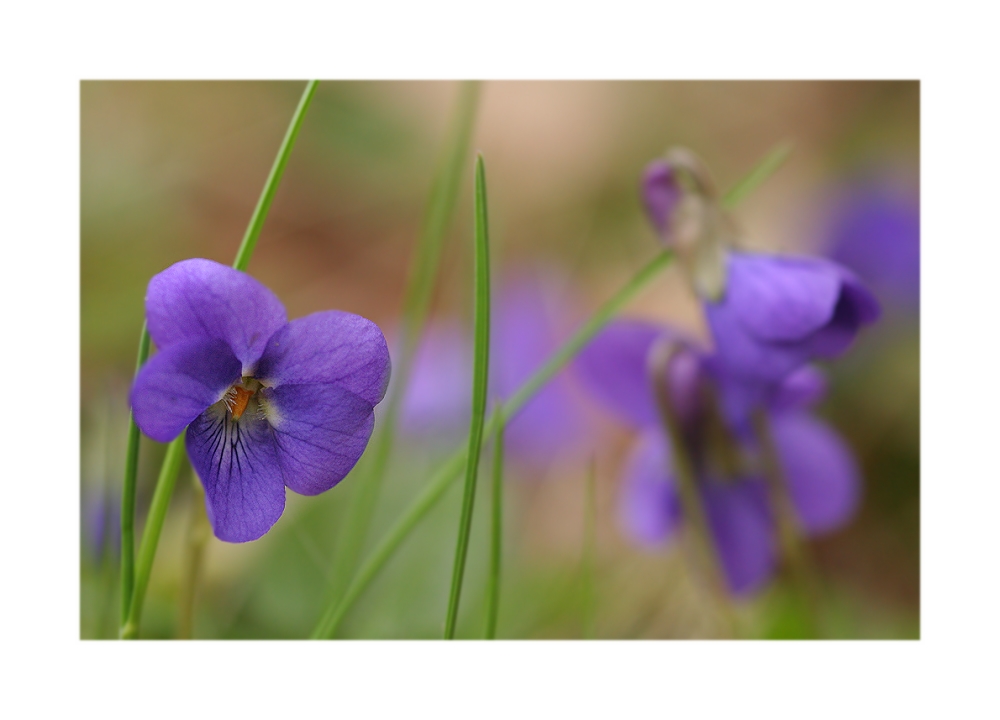 Blaue Frühlingsaugen