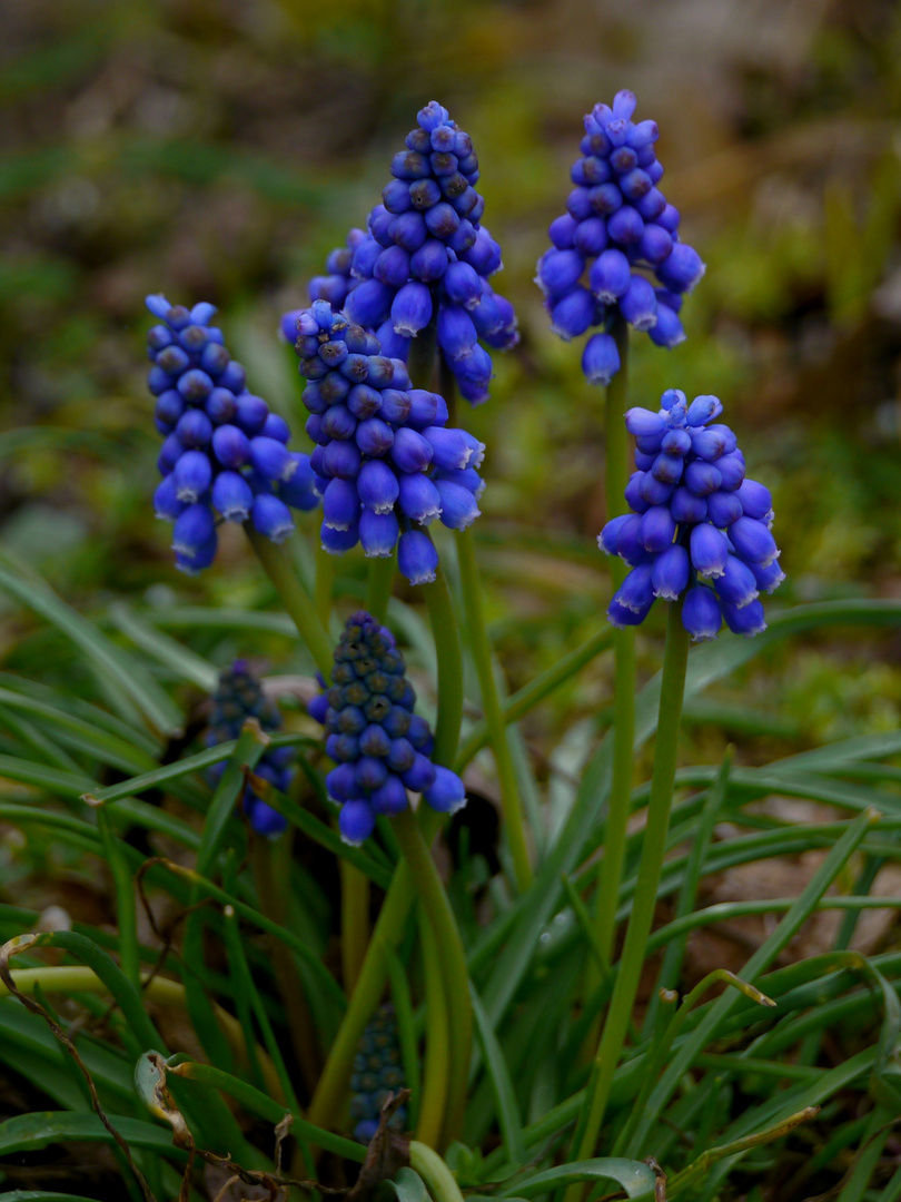 Blaue Frühlingsblüher 