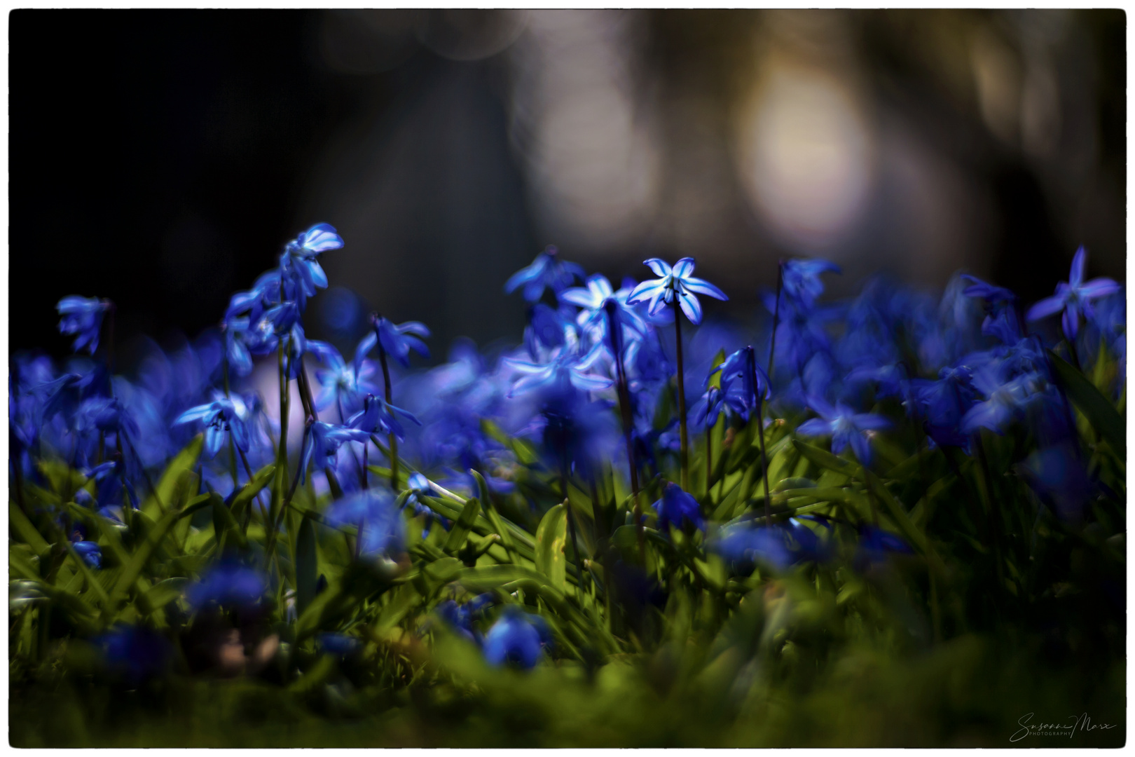 blaue Frühlingsboten