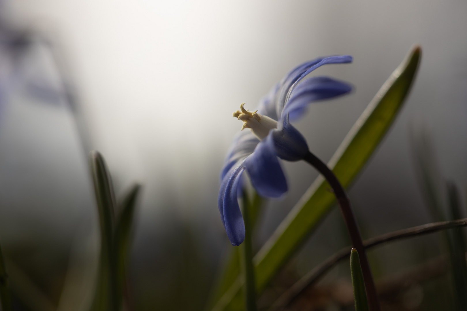 Blaue Frühlingsboten I