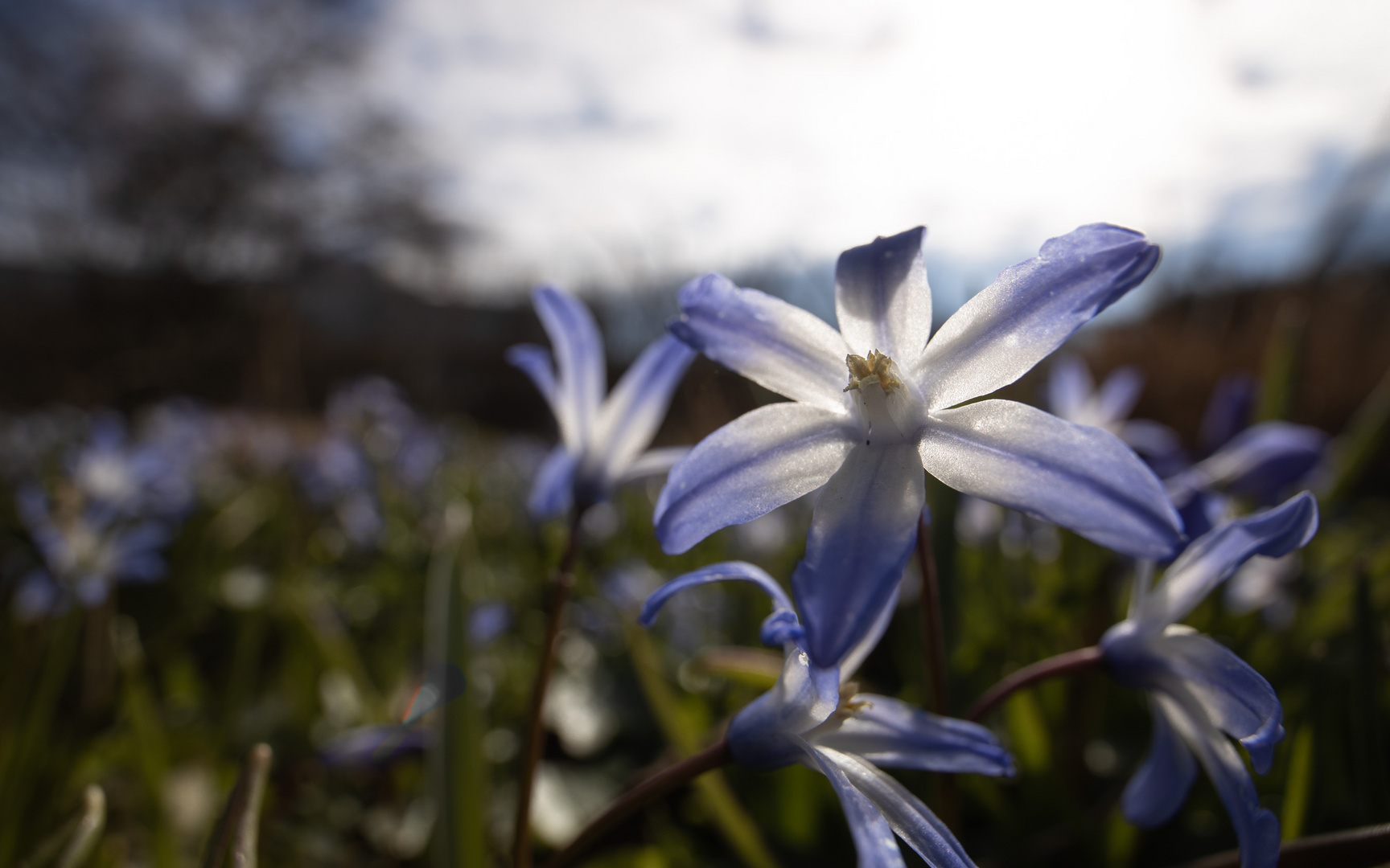 Blaue Frühlingsboten II