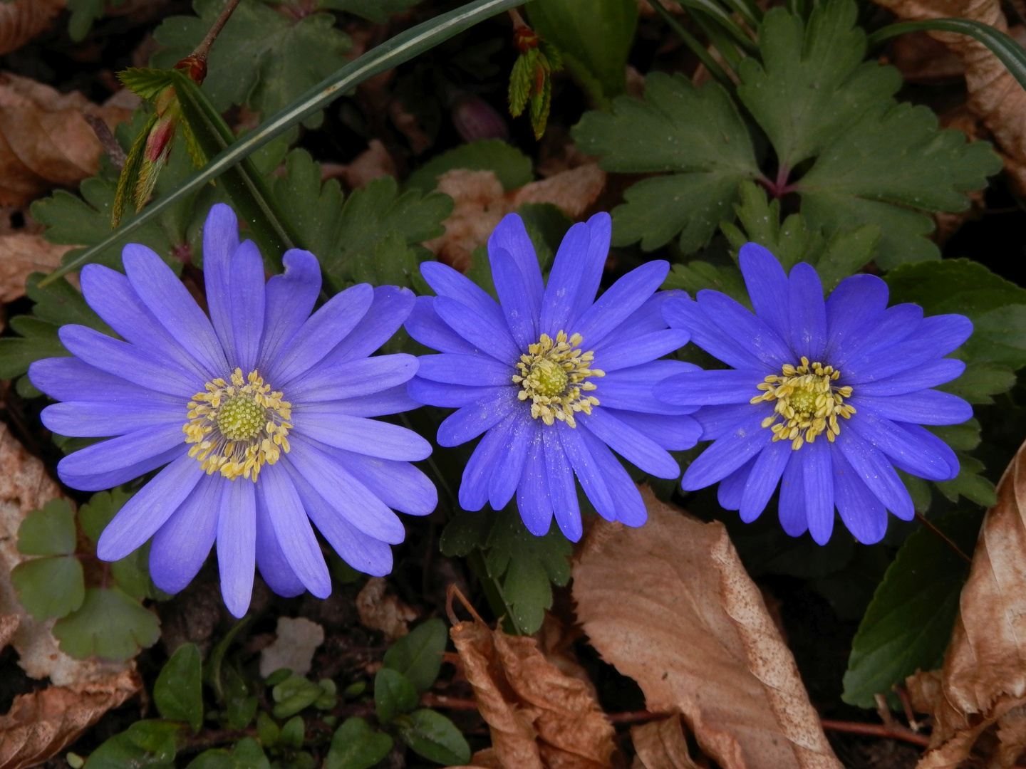 Blaue Frühlingsboten in Nachbars Garten - Balkan-Windröschen (Anemone blanda)