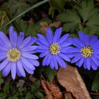 Blaue Frühlingsboten in Nachbars Garten - Balkan-Windröschen (Anemone blanda)