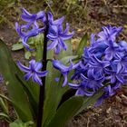Blaue Frühlingsboten in Nachbars Garten - Blaue Gartenhyazinthe und Traubenhyazinthe