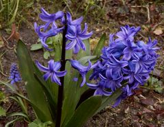 Blaue Frühlingsboten in Nachbars Garten - Blaue Gartenhyazinthe und Traubenhyazinthe