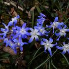 Blaue Frühlingsboten in Nachbars Garten - Blausterne