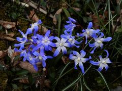 Blaue Frühlingsboten in Nachbars Garten - Blausterne
